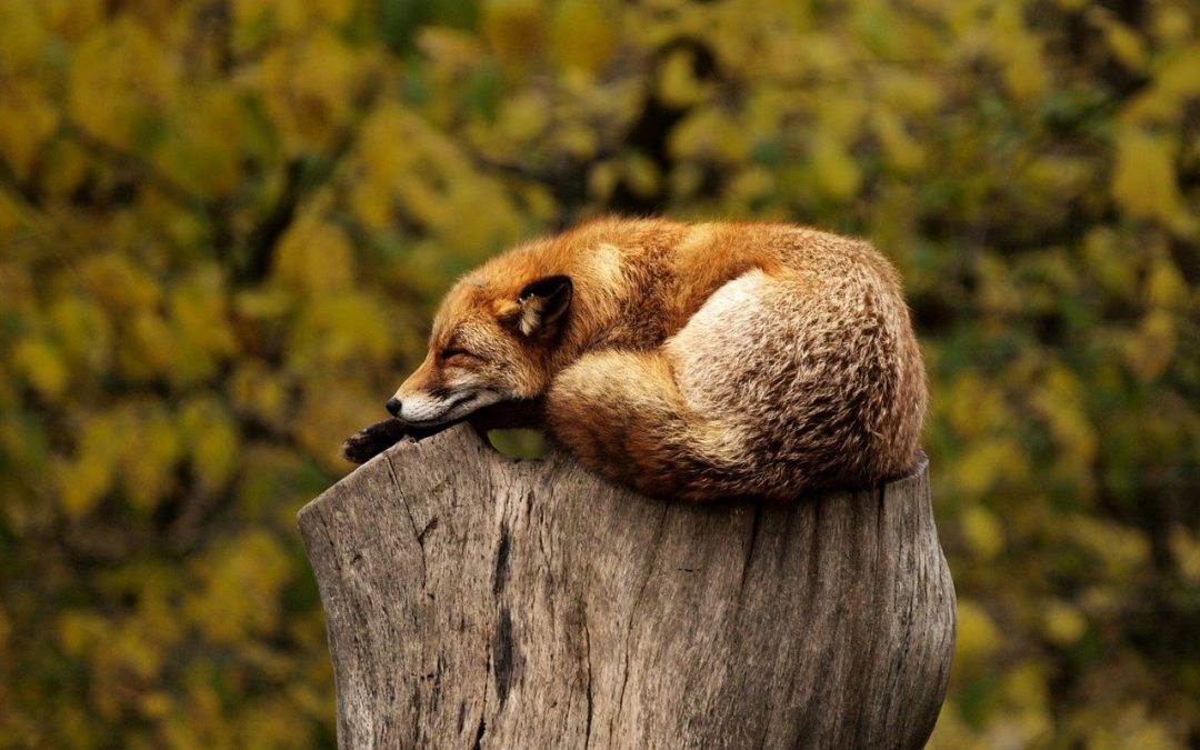 6 Steps to Help You Get a Better Night of Sleep