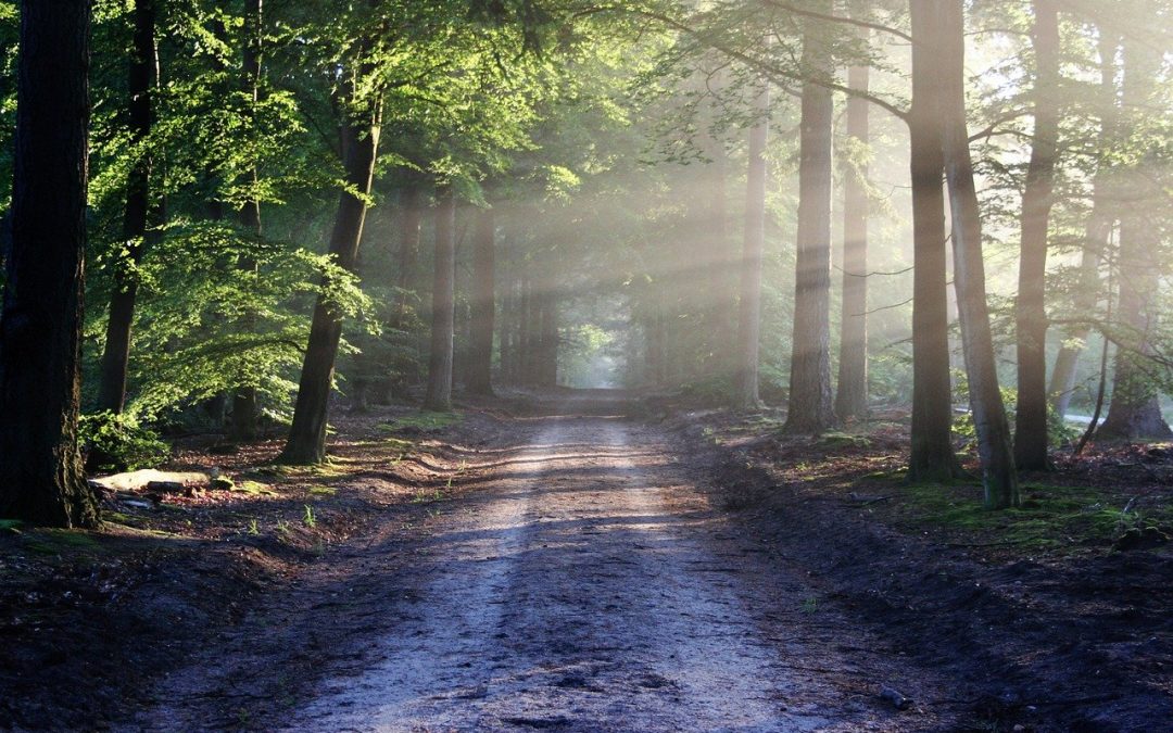 7 Steps to Mindfulness