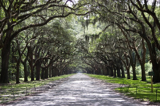 savannah-891648_640 Georgia Health Insurance Plans | Medical, Dental & Term Life | Vivna